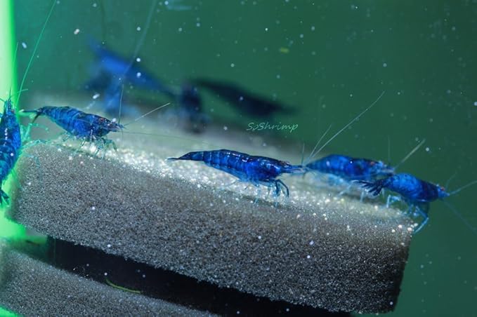 Live Freshwater Aquarium Shrimp Neocaridina (Dream Blue Velvet (10 Pack))