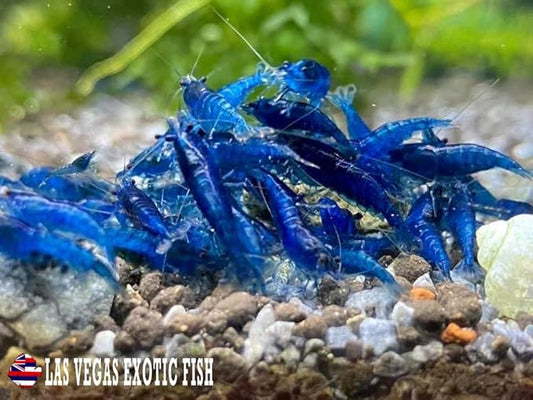 Las Vegas Exotic Fish™ 10 Blue Dream Neocaridina Shrimp Live Freshwater Shrimp Aquarium Inverts (Blue Dream)