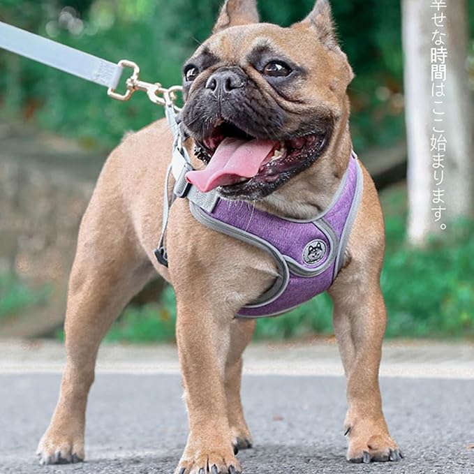 Medium Dog Harness and Leash Set,No Pull Adjustable Step in Soft Mesh Vest Harness,Easy Walk Reflective Pet Harness with Padded Handle for Walking Training Small Medium Large Dogs and Cats (Purple, M)