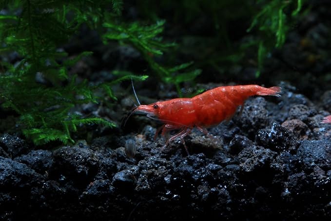 Live Freshwater Aquarium Shrimp Neocaridina (Fire Red (10 Pack))