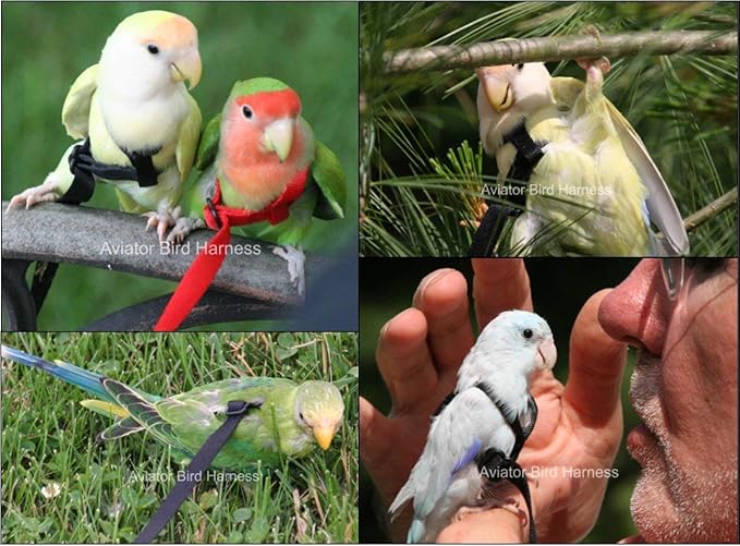 The AVIATOR Pet Bird Harness and Leash: Mini Green