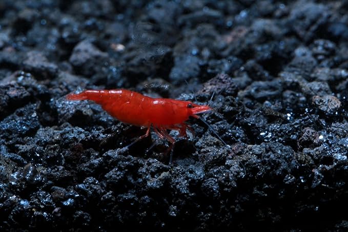 Live Freshwater Aquarium Shrimp Neocaridina (Bloody Mary (10 Pack))
