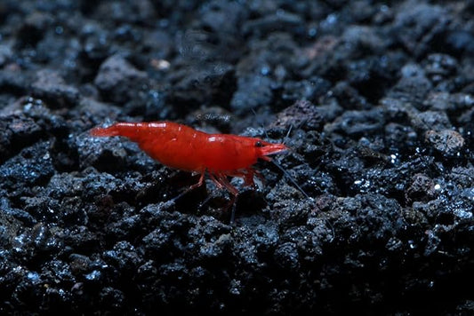 Live Freshwater Aquarium Shrimp Neocaridina (Bloody Mary (10 Pack))