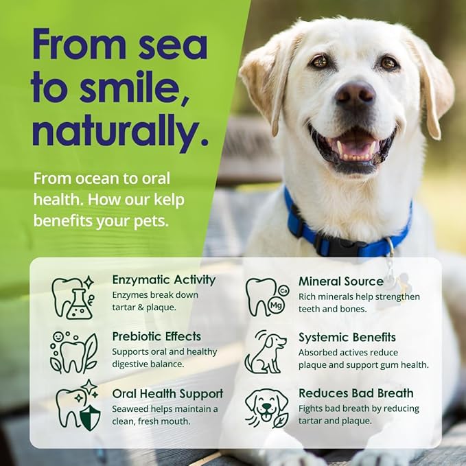 Dog Teeth Cleaning Powder, Dog Plaque and Tartar Remover, Bad Breath Treatment for Dogs with USDA Organic Sea Kelp Powder, Dog Dental Care Made Easy, for All Ages, 6oz