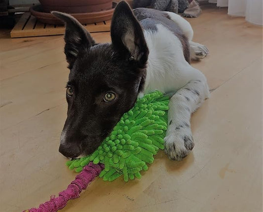 Dingo Dog Tug of War Toy - Outdoor Dog Toy with Bungee for Training, Shaggy Dog Toy, Soft Nubby-Textured, Noodle Plush with, Motivation and Fun, 15575, Assorted Colors