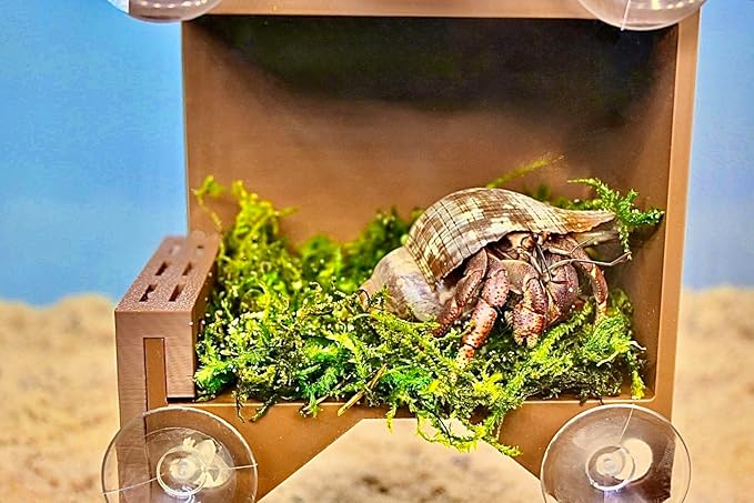 Hermit Crab Climbing Wall Foraging Cave | Hermit Crab Ladder Viewing Moist Hide Tank Enrichment Decor | Hideaway Decoration Accessories Supplies Toys Ornaments