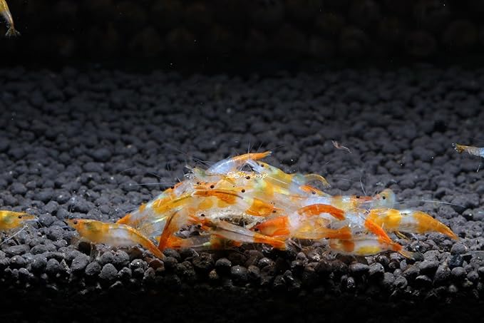 Live Freshwater Aquarium Shrimp Neocaridina (Orange Rili (10 Pack))