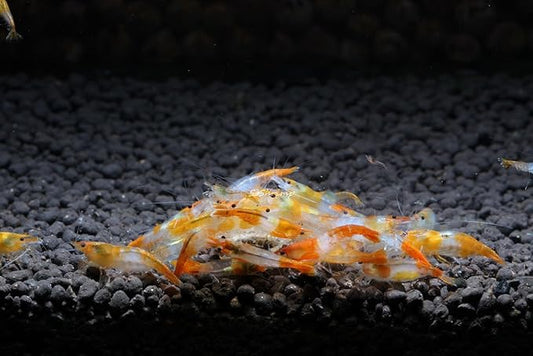 Live Freshwater Aquarium Shrimp Neocaridina (Orange Rili (10 Pack))
