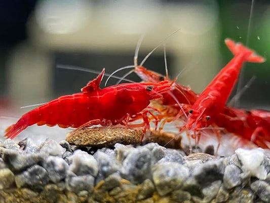 Yashkun Fire Red High-Grade Cherry Shrimp Neocaridina Freshwater Aquarium, Healthy and Sharp Live Shrimps with Live Arrival (Pack of 20)