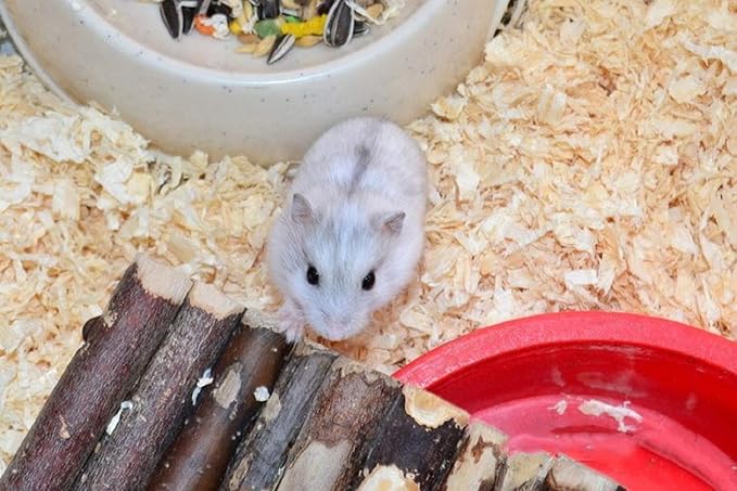 Hamster Chew Toys，24PCS Combined Chew Toys Molar Sticks Sweet Bamboo Apple Branch Molar Toy for Rabbits Pets Chinchilla Squirrel Gerbil Hamster Squirrel Guinea