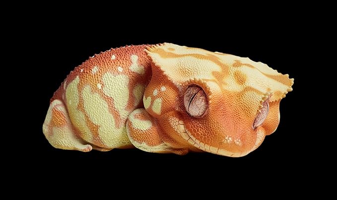 Animal Heavenly Body Gecko Rhacodactylus Ciliatus - Crested Gecko (Red Cream) Chubby Collectible Figurine Statue Handcrafted Amphibian
