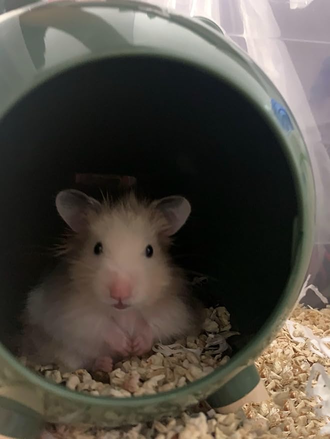 TUTU&LELE Hamster Hideout, Tiny House Hideout and Habitat, Space Elf Hiding Nest, Durable Hamster Bed with Round Thick Plush Pads, for Mice, Gerbils,Hamsters to Play, Sleep and Rest (Green)