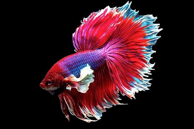 Aquatic Foods Inc. Community Fish Granules 0.5mm High Protein Floating/Sinking Color Enhancing Granules for Freshwater Fish, Marines, Baby Pond Fry…3.8oz Squeeze Bottle