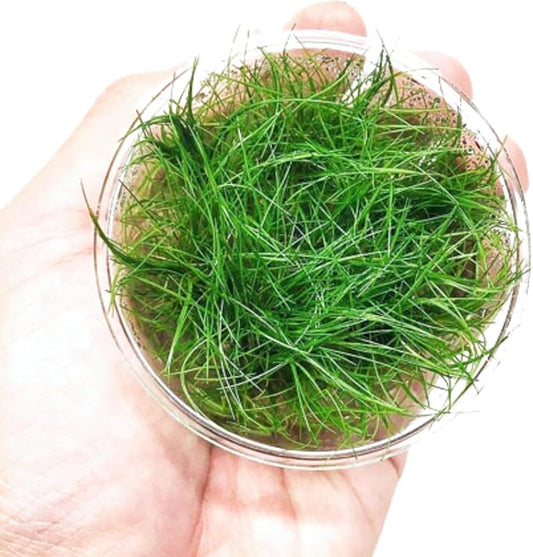 Dwarf Hairgrass Eleocharis Sp 1 Mini Tissue Culture Cup Freshwater Live Aquarium Plants Decoration BUY2GET1FREE
