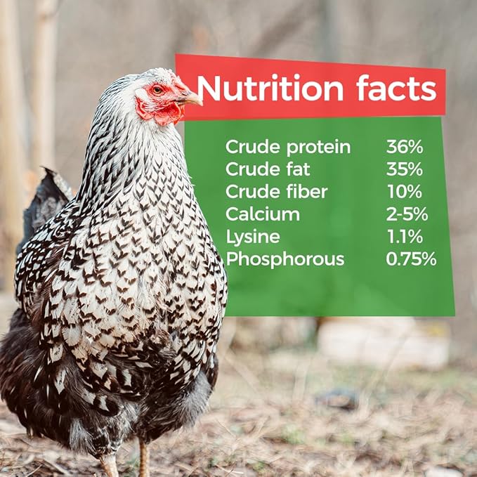 GrubTerra Golden Dried Black Soldier Fly Larvae - Premium Supplement to Increase Egg Production for Hen Treats, Bird Feed, Chicken Feeder, Pet Bird Food, and Wildbird Feed, Never from China! (5lb)