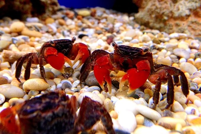 Aquatic Foods Inc. Calcium Feeder Small Shells. Extra Thick Shells for Shrimp, Snails, Crabs, Crayfish, Hermit Crabs and All Tropical Fish…350 Count Jar