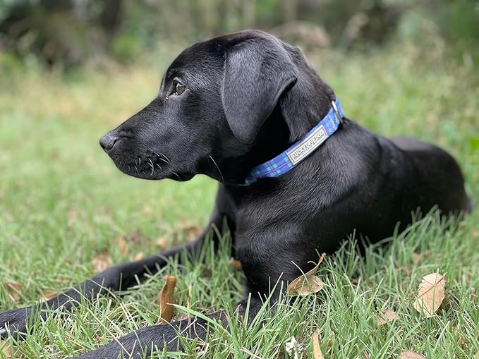 Lucky Love Dog - Adjustable Dog Collar and Leash Set with Easy Click Buckle for Small to Large Dogs, Durable, & Comfortable Collar for Male & Female Dogs, Puppies & Adult Ones - Scotty Combo, Large