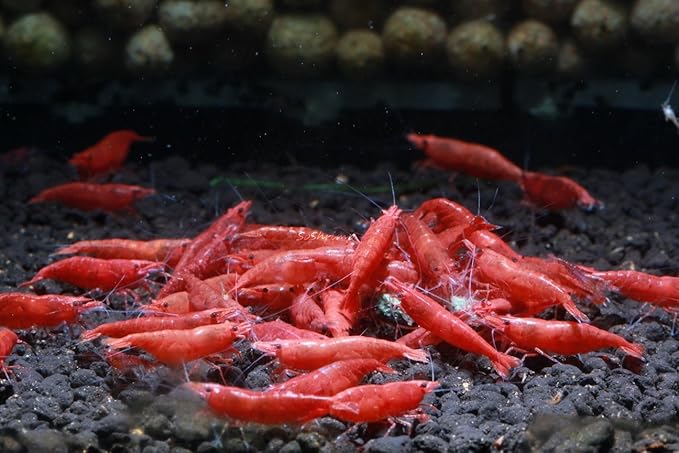 Live Freshwater Aquarium Shrimp Neocaridina (Fire Red (10 Pack))