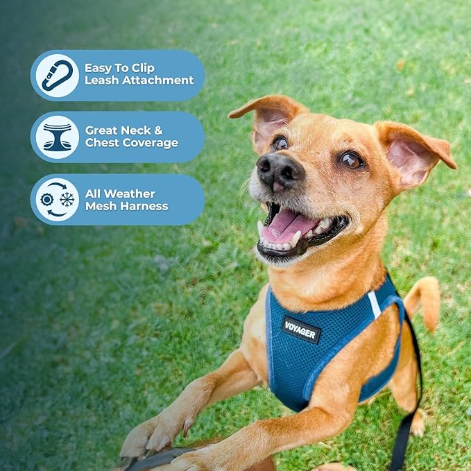 Voyager Step-in Air All Weather Mesh Harness and Reflective Dog 5 ft Leash Combo with Neoprene Handle, for Small, Medium and Large Breed Puppies by Best Pet Supplies - Set (Turquoise), XL