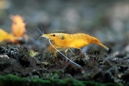 Live Freshwater Aquarium Shrimp Neocaridina (Orange Sunkist (10 Pack))