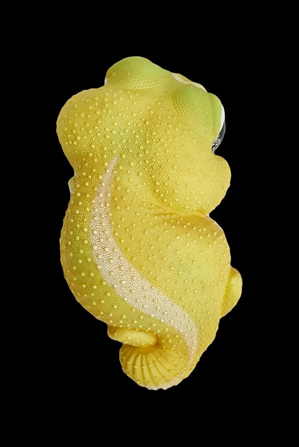 Animal Heavenly Body Series 2 Reptile Chubby Collectible Miniature - Gecko Statue for Home Office, Realistic Sculpture (Nephrurus Levis Pilbarensis - Knob-Tailed Gecko (Patternless))