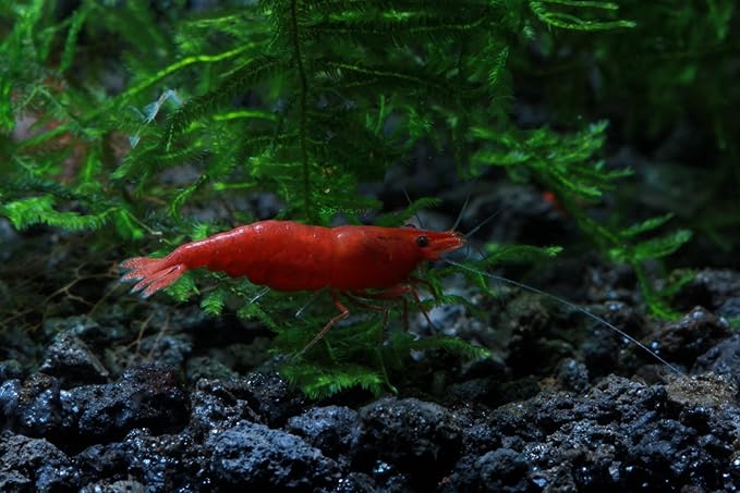 Live Freshwater Aquarium Shrimp Neocaridina (Fire Red (10 Pack))