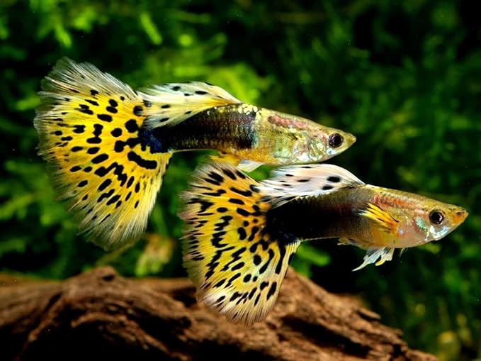 Aquatic Foods Inc. 0.8mm Micro Intense Color Enhancing Floating Pellets for Guppies, Tetras, Bettas, Nano Fish, All Baby Fish…1.8oz Squeeze Bottle