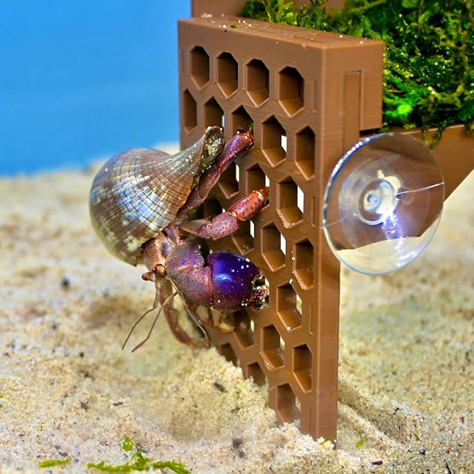 Hermit Crab Climbing Wall Foraging Cave | Hermit Crab Ladder Viewing Moist Hide Tank Enrichment Decor | Hideaway Decoration Accessories Supplies Toys Ornaments
