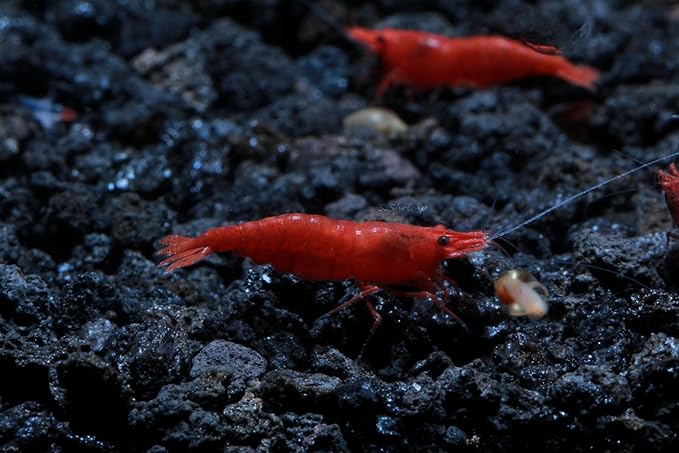 Live Freshwater Aquarium Shrimp Neocaridina (Fire Red (10 Pack))