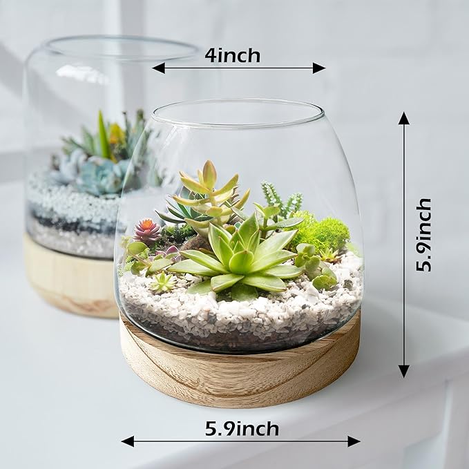 6 Inch Plant Glass Terrarium with Removable Wooden Base for Succulents Glass Bowl for Air Plant Cactus Moss, Betta Fish Terrarium (Plants not Included)