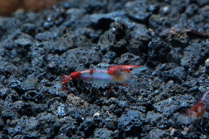 Live Freshwater Aquarium Shrimp Neocaridina (Red Rili (10 Pack))
