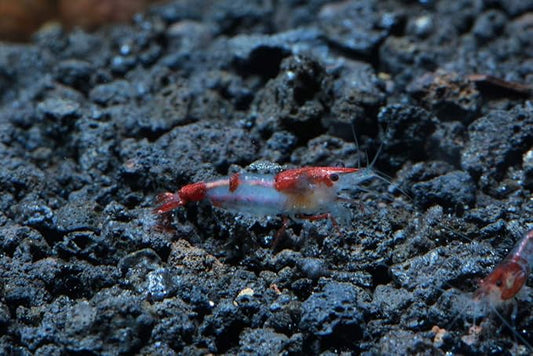Live Freshwater Aquarium Shrimp Neocaridina (Red Rili (10 Pack))
