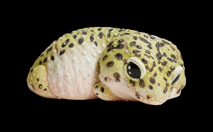 Animal Heavenly Body Series 2 Reptile Chubby Collectible Miniature - Gecko Statue for Home Office Decor, Realistic Sculpture (Eublepharis Macularius - Leopard Gecko)