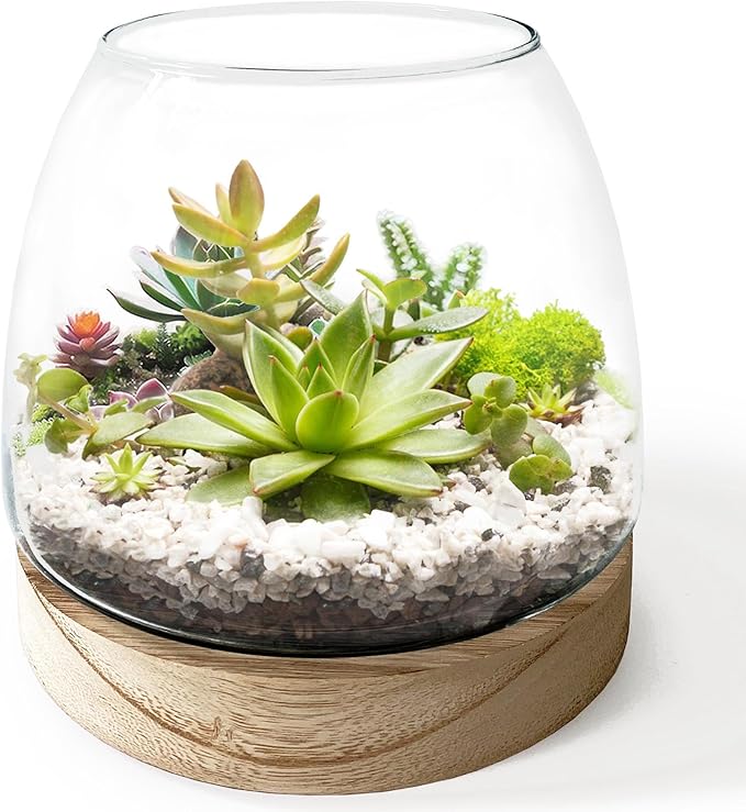 6 Inch Plant Glass Terrarium with Removable Wooden Base for Succulents Glass Bowl for Air Plant Cactus Moss, Betta Fish Terrarium (Plants not Included)