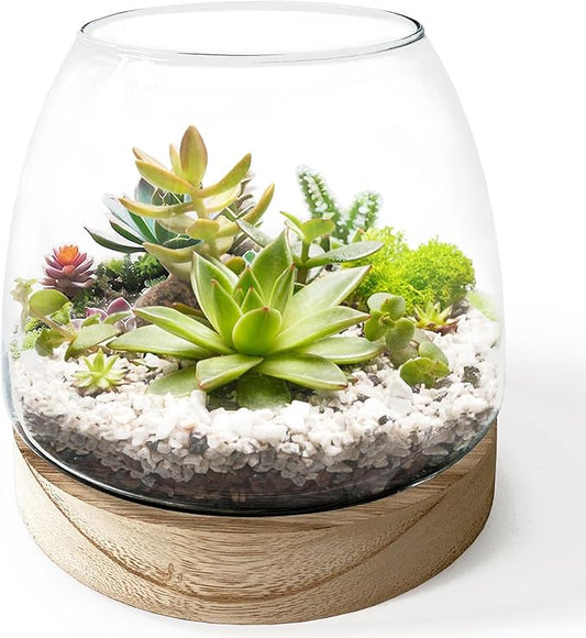 6 Inch Plant Glass Terrarium with Removable Wooden Base for Succulents Glass Bowl for Air Plant Cactus Moss, Betta Fish Terrarium (Plants not Included)