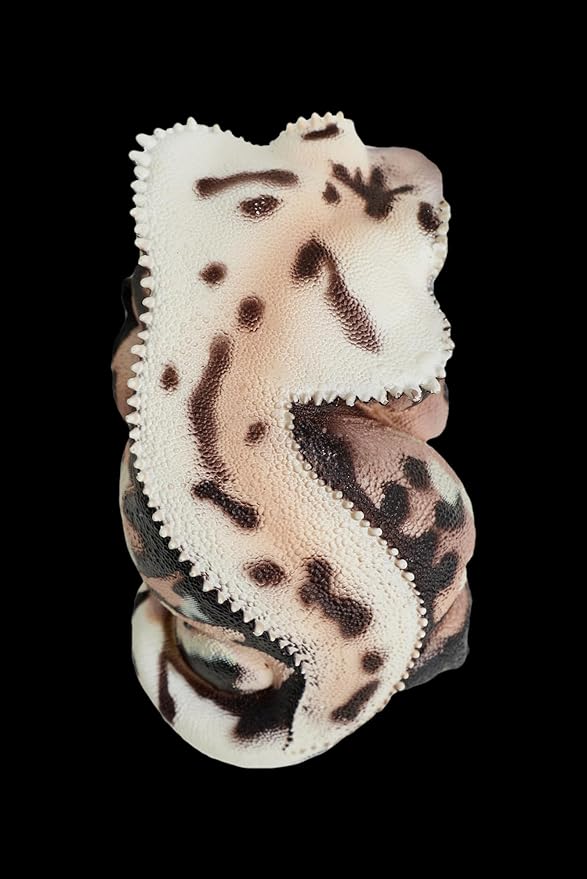 Animal Heavenly Body Series 2 Reptile Chubby Collectible Miniature - Gecko Statue for Home Office Decor, Realistic Sculpture (Rhacodactylus Ciliatus - Crested Gecko (Lily White))