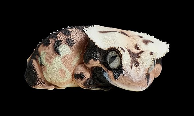 Animal Heavenly Body Series 2 Reptile Chubby Collectible Miniature - Gecko Statue for Home Office Decor, Realistic Sculpture (Rhacodactylus Ciliatus - Crested Gecko (Lily White))