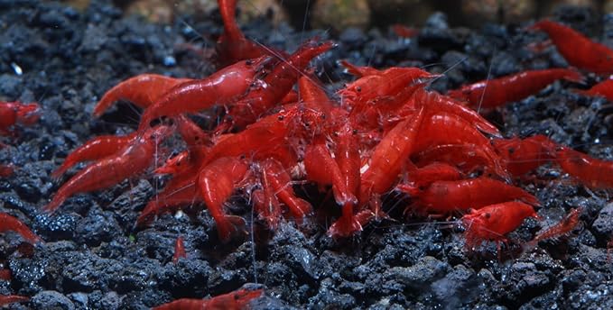 Live Freshwater Aquarium Shrimp Neocaridina (Bloody Mary (10 Pack))