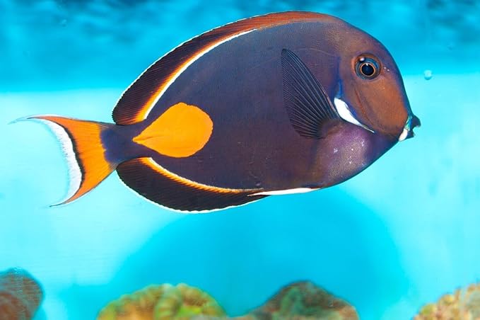 Aquatic Foods Inc. Marine Fish Flakes of Red & Green Algae, Seaweeds for Tangs, Butterflies, Angelfish, Anthias, Clown Fish, Damsels...WL…3-lbs Poly Bag