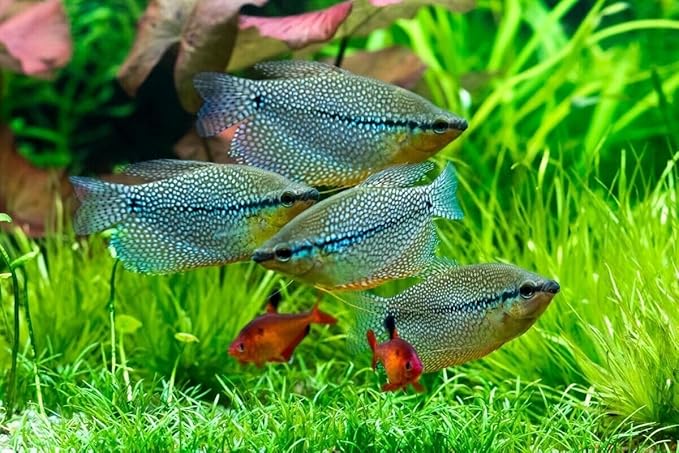 Aquatic Foods Inc. Community Fish Granules 0.5mm High Protein Floating/Sinking Color Enhancing Granules for Freshwater & Marine Fish, Babies & Koi, 2.6oz Squeeze Bottle