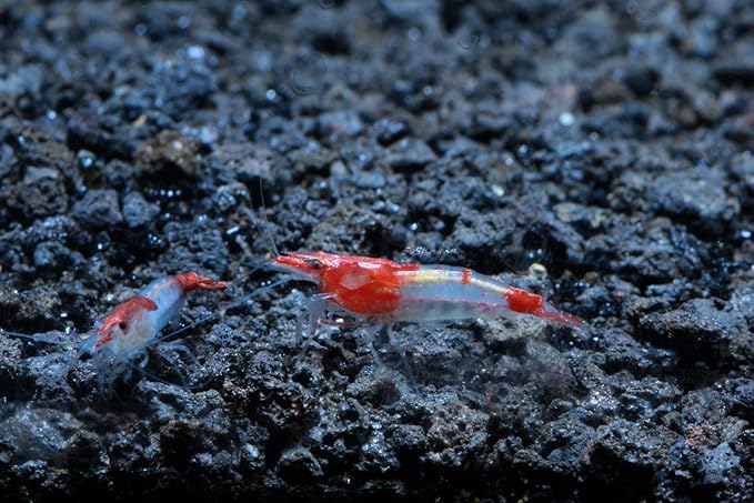Live Freshwater Aquarium Shrimp Neocaridina (Red Rili (10 Pack))