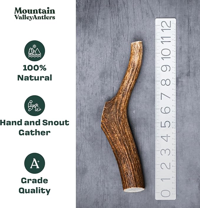 Mountain Valley Elk Antlers for Dogs - 100% Natural & Organic Chew for Aggressive Chewers, No Odor, No Mess, Long Lasting - Wild-Foraged Naturally Shed Antlers in USA - Grade A, Whole Medium (1 Pack)