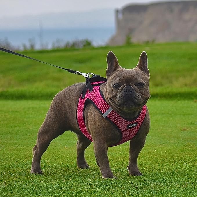 Voyager Step-in Air All Weather Mesh Harness and Reflective Dog 5 ft Leash Combo with Neoprene Handle, for Small, Medium and Large Breed Puppies by Best Pet Supplies - Fuchsia (2-Tone), M