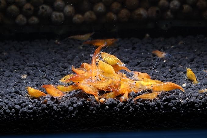 Live Freshwater Aquarium Shrimp Neocaridina (Orange Sunkist (10 Pack))