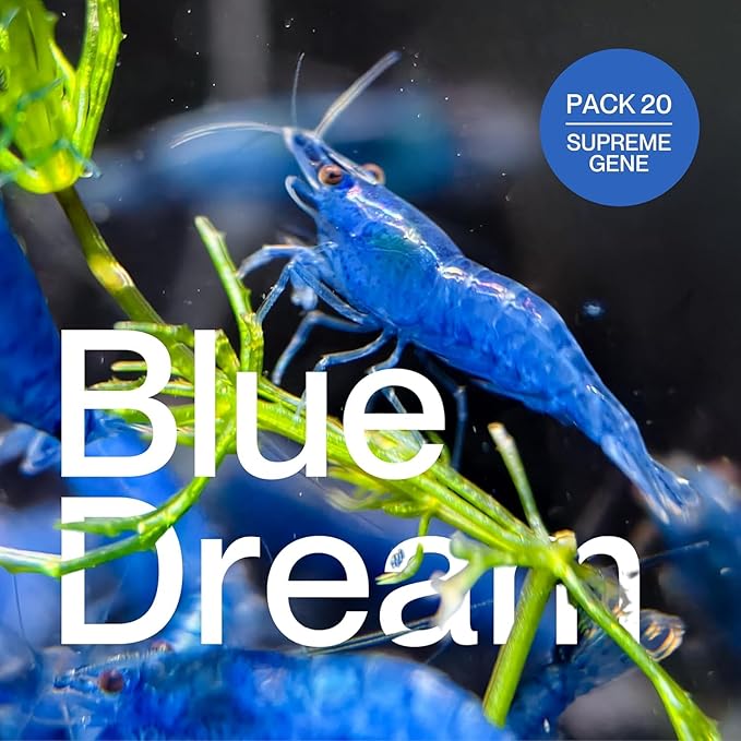 20 Blue Dream Supreme Gene Shrimps Live Freshwater Shrimp Aquarium Neocaridina, Live Arrival Guarantee