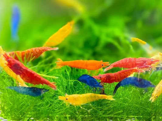 was Holding Mixed Color Neocaridina Shrimp - Live Freshwater Aquarium Shrimp for Breeding, 1/2-1 Inch (Young Adults) - Fire Red, Blue Dream, Yellow & More - Live Arrival Guarantee! (mix-20)