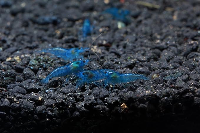Live Freshwater Aquarium Shrimp Neocaridina (Blue Velvet (10 Pack))