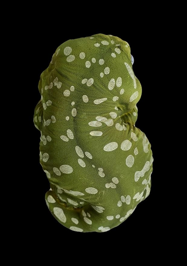 Animal Heavenly Body Series 2 Reptile Chubby Collectible Miniature - Gecko Statue for Home Office Decor, Realistic Sculpture (Rhacodactylus Leachianus - Giant Gecko Leachie)