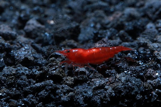 Live Freshwater Aquarium Shrimp Neocaridina (Bloody Mary (10 Pack))