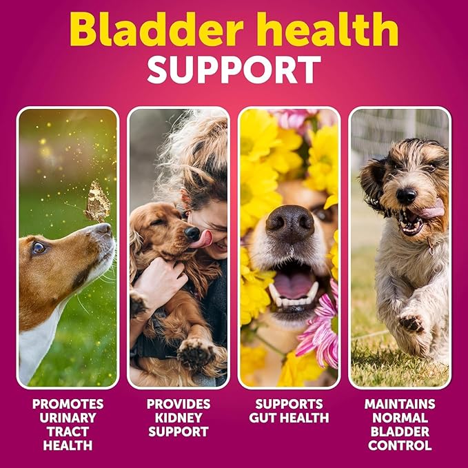 Dog UTI Treatment - Cranberry Supplement & Bladder Control for Dogs - Urinary Tract Infection Incontinence Pill, Bladder Stones - UTI Medicine Treats - 70 Soft Chews for Kidney Support with Fish Oil
